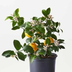 Meyer Lemon Citrus - Indoor/Outdoor Citrus