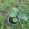 Live Kale Plant 2 Live Kale Plant -Cheap Plantly Store Kale Plant rotated 1