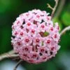 Hoya Carnosa 'Krimson Queen' - Wax Plant Potted In 3" Pot -Cheap Plantly Store KrimsonQueenFlower