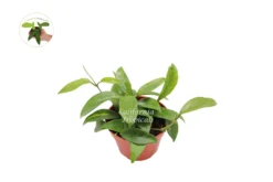 Hoya Carnosa Krinkle Wax - 4'' From California Tropicals