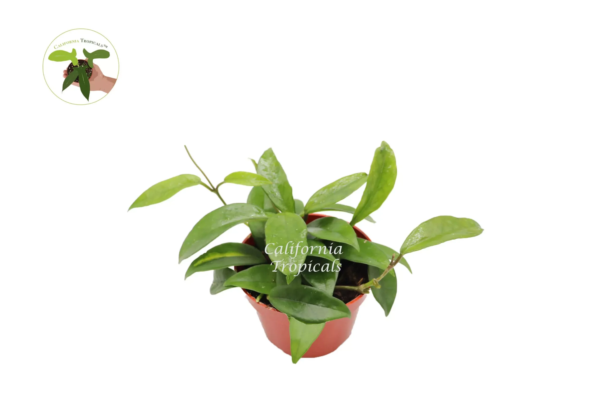 Hoya Carnosa Krinkle Wax - 4'' From California Tropicals 3 Hoya Carnosa Krinkle Wax - 4'' From California Tropicals