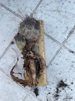 Cactus- Copiapoa Humilis Var Longispina -Cheap Plantly Store Large 1