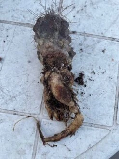 Cactus- Copiapoa Humilis Var Longispina -Cheap Plantly Store Large 2