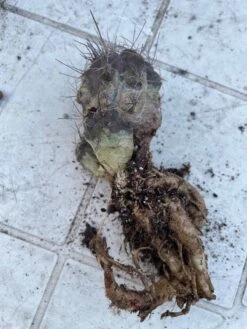 Cactus- Copiapoa Humilis Var Longispina -Cheap Plantly Store Large 3