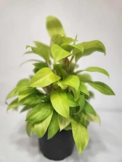 Philodendron Hederaceum - Lemon Lime Philodendron 6" Pot