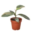 Ruby Pink Rubber Tree | Ficus Elastica | Exotic Houseplant -Cheap Plantly Store Macys 4 Ficus Ruby Pink 982d30e5 708f 44a6 a2eb ee4f31a8ef13 452x552