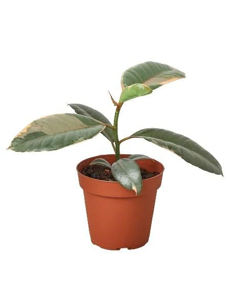 Ruby Pink Rubber Tree | Ficus Elastica | Exotic Houseplant 3 Ruby Pink Rubber Tree | Ficus Elastica | Exotic Houseplant