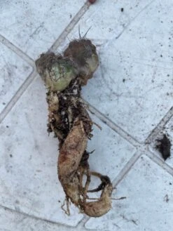 Cactus- Copiapoa Humilis Var Longispina -Cheap Plantly Store Medium 1