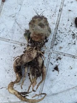 Cactus- Copiapoa Humilis Var Longispina -Cheap Plantly Store Medium 2