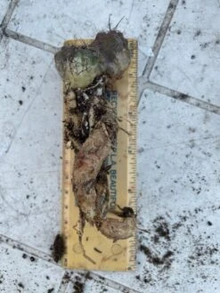 Cactus- Copiapoa Humilis Var Longispina -Cheap Plantly Store Medium 3