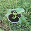 Live Melon Plant 1 Live Melon Plant -Cheap Plantly Store Melon Plant rotated 1