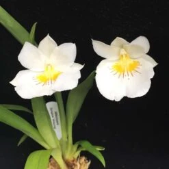 Miltoniopsis Sunglow ‘Amazing’ Easy To Grow, White Flowers, Fragrant From Hawaii -Cheap Plantly Store Miltoniopsis Sunglow Amazing 1