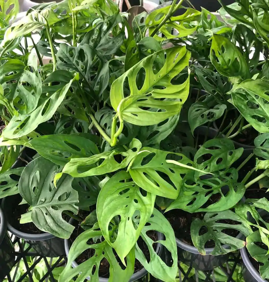 Monstera Adansonii 'Swiss Cheese 3 Monstera Adansonii 'Swiss Cheese
