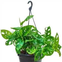 Monstera Adansonii 'Swiss Cheese 10 Monstera Adansonii 'Swiss Cheese -Cheap Plantly Store MonsteraAdansonii5