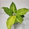Philodendron Hederaceum - Moonlight Philodendron 4" Pot -Cheap Plantly Store Moonlight rotated 1