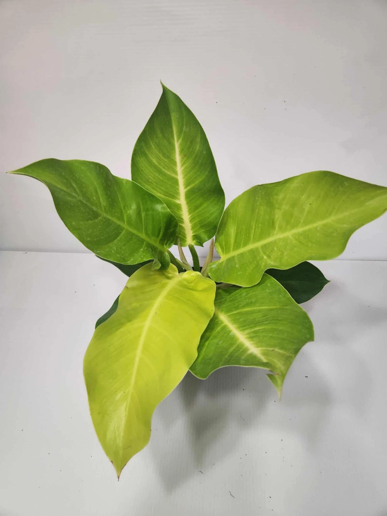 Philodendron Hederaceum - Moonlight Philodendron 4" Pot 3 Philodendron Hederaceum - Moonlight Philodendron 4" Pot