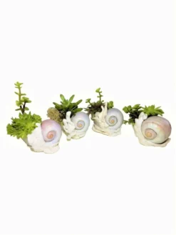 Succulent Seashell Planter Ships Free. -Cheap Plantly Store My project 1 43