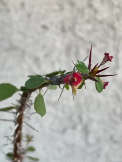 Cactus - Euphorbia Guillemetii Hybrid -Cheap Plantly Store New 2