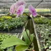 Light Pink Orchid | Phalaenopsis Amabilis | Flowering Houseplant 2 Light Pink Orchid | Phalaenopsis Amabilis | Flowering Houseplant -Cheap Plantly Store ORCHID PHALAENOPSIS.PINK 2.1 57b4f6f0 e9f7 4548 ab00 564d3bb93a44 902x902