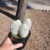Espostoa Melanostele - Peruvian Old Lady Cactus 5" Pot 1 Espostoa Melanostele - Peruvian Old Lady Cactus 5" Pot -Cheap Plantly Store Old Lady a rotated 1