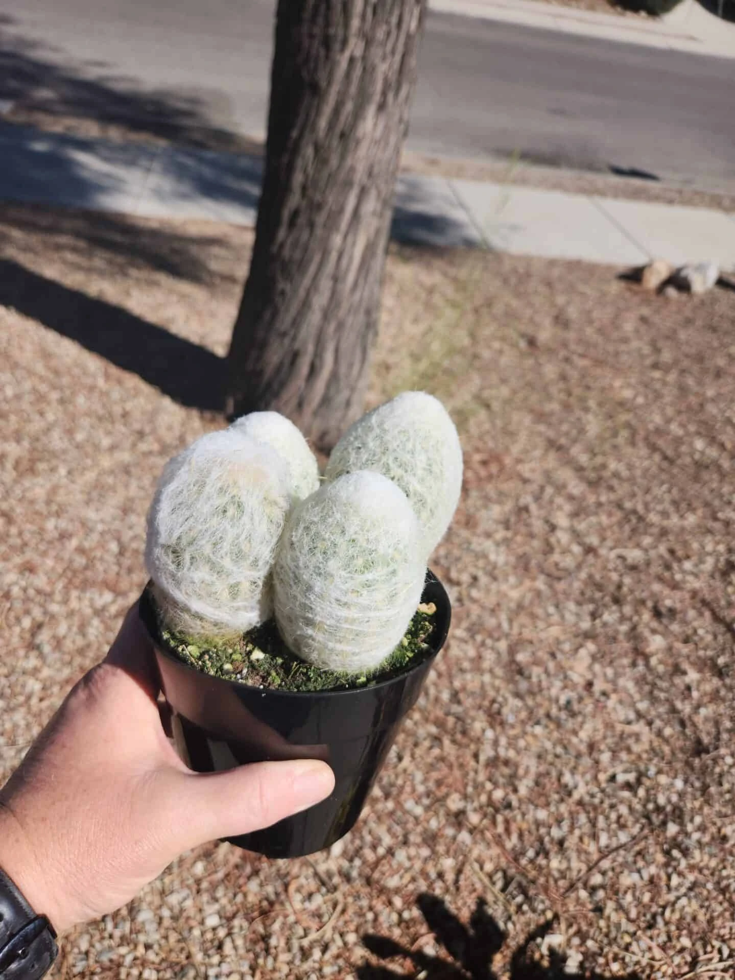 Espostoa Melanostele - Peruvian Old Lady Cactus 5" Pot 4 Espostoa Melanostele - Peruvian Old Lady Cactus 5" Pot - Image 2