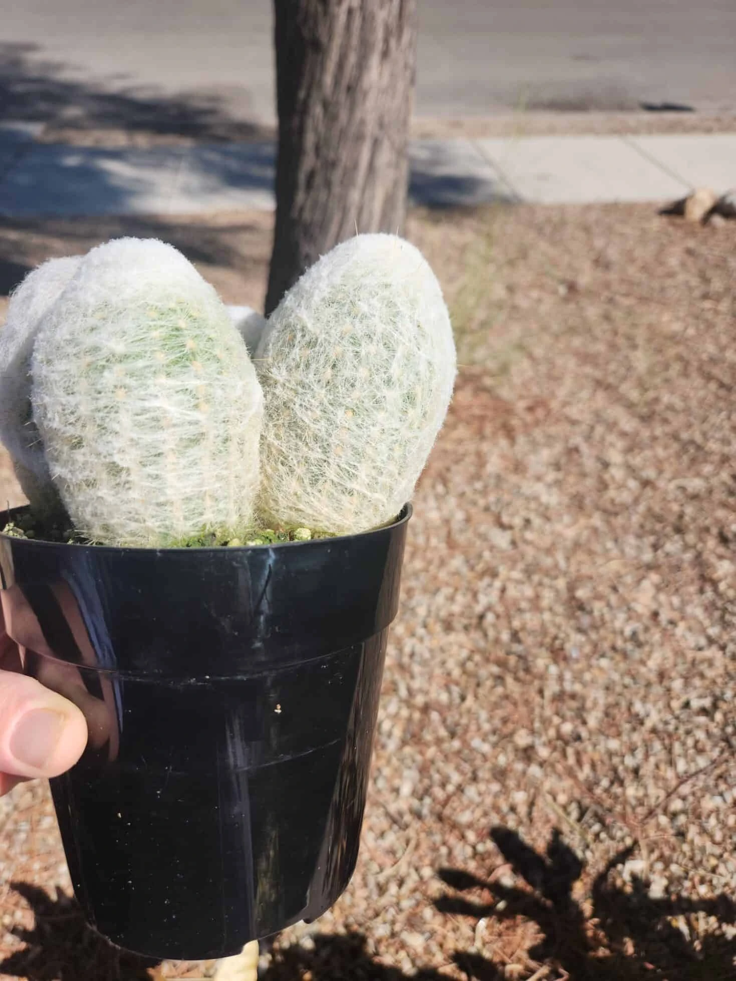 Espostoa Melanostele - Peruvian Old Lady Cactus 5" Pot 5 Espostoa Melanostele - Peruvian Old Lady Cactus 5" Pot - Image 3