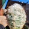 Cephalocereus Senilis - Old Man Cactus 4" Pot -Cheap Plantly Store Old Man Cactus 1 rotated 1