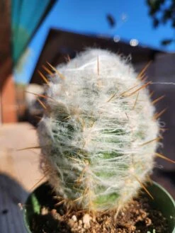 Cephalocereus Senilis - Old Man Cactus 4" Pot