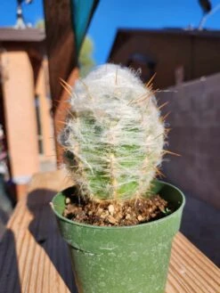 Cephalocereus Senilis - Old Man Cactus 4" Pot -Cheap Plantly Store Old Man Cactus a rotated 1