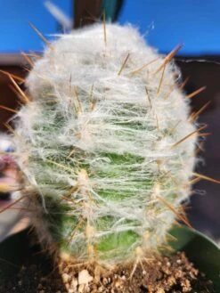 Cephalocereus Senilis - Old Man Cactus 4" Pot -Cheap Plantly Store Old Man Cactus b rotated 1