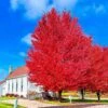 Red Maple Tree Seedlings For Planting -Cheap Plantly Store P1010060 13