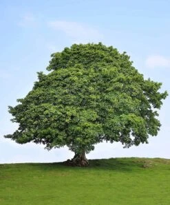 Sycamore Tree Seedlings For Planting 1-2 Feet Tall Live Tree Plan