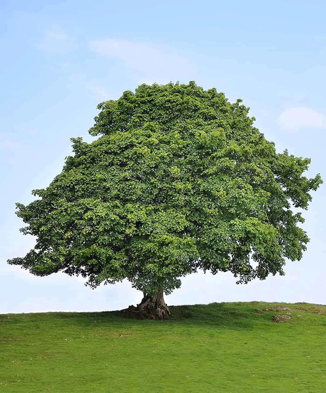 Sycamore Tree Seedlings For Planting 1-2 Feet Tall Live Tree Plan 3 Sycamore Tree Seedlings For Planting 1-2 Feet Tall Live Tree Plan