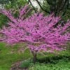 Eastern Redbud Tree Seedlings For Planting -Cheap Plantly Store P1010060 9