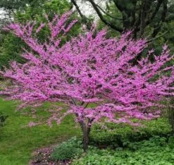 Eastern Redbud Tree Seedlings For Planting