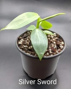 Rare Philodendron Hastatum "Silver Sword" Starter Collection Plant -Cheap Plantly Store PXL 20211224 0053547053