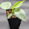 Rare Philodendron Hastatum "Silver Sword" Starter Collection Plant -Cheap Plantly Store PXL 20211224 0057592952
