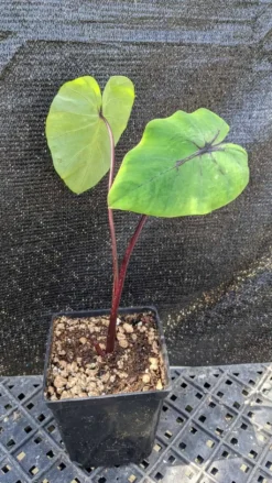 Colocasia "Pharoah's Mask", Elephant Ears 6 Colocasia "Pharoah's Mask", Elephant Ears -Cheap Plantly Store PXL 20220312 210614017