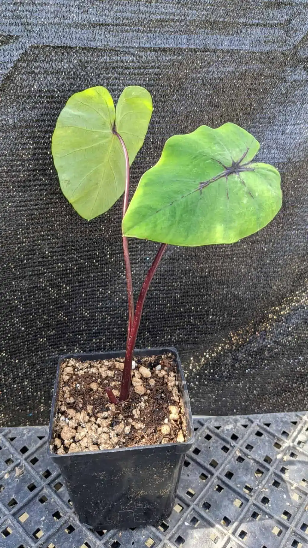 Colocasia "Pharoah's Mask", Elephant Ears 4 Colocasia "Pharoah's Mask", Elephant Ears - Image 2