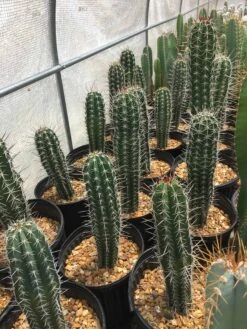 Pachycereus Pecten-aboriginum -Cheap Plantly Store Pachycereus pecten aboriginum Indian comb cactus 1 rotated 1