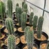 Pachycereus Pecten-aboriginum -Cheap Plantly Store Pachycereus pecten aboriginum Indian comb cactus 2 rotated 1