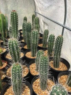 Pachycereus Pecten-aboriginum