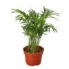 Parlor Palm - Low-Light Indoor Palm Plant | Easy Care | Free Shipping | 4-inch Pot 1 Parlor Palm - Low-Light Indoor Palm Plant | Easy Care | Free Shipping | 4-inch Pot -Cheap Plantly Store Parlor Palm