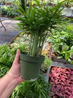 Palm Parlor Neanthe Bella Or Chamaedorea Elegans 4" Pot Live Plan -Cheap Plantly Store ParlorPalm1