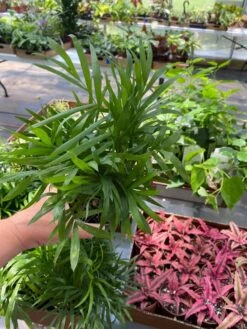 Palm Parlor Neanthe Bella Or Chamaedorea Elegans 4" Pot Live Plan -Cheap Plantly Store ParlorPalm2