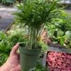 Palm Parlor Neanthe Bella Or Chamaedorea Elegans 4" Pot Live Plan 2 Palm Parlor Neanthe Bella Or Chamaedorea Elegans 4" Pot Live Plan -Cheap Plantly Store ParlorPalm3