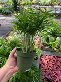Palm Parlor Neanthe Bella Or Chamaedorea Elegans 4" Pot Live Plan