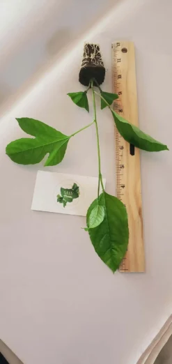 2-Passiflora Edulis 'Possum Purple' Passion Fruit Starter Plants -Cheap Plantly Store Passion 9 2 1 rotated 1