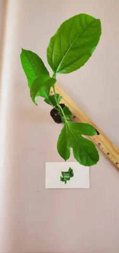 2-Passiflora Edulis 'Possum Purple' Passion Fruit Starter Plants -Cheap Plantly Store Passion 9 2 2 rotated 1