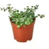 Peperomia Prostrata 'String Of Turtles' | 4-inch Pot 1 Peperomia Prostrata 'String Of Turtles' | 4-inch Pot -Cheap Plantly Store Peperomia Prostrata String of Turtles